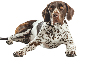 Dogs' Key Traits: A Blend of Loyalty, Intelligence, and Affection Isolated on Transparent Background