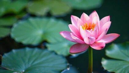 Watercolour water lily with small green stems, stem, natural