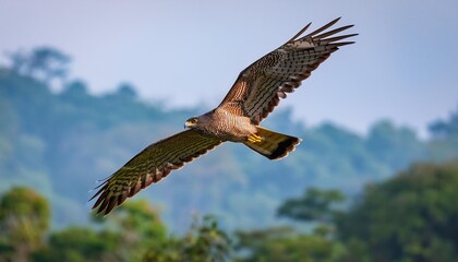 red tailed hawk flying