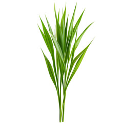 Verdant Wheatgrass Stem on Plain White Isolated Transparent Background
