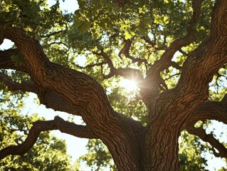 Fototapeta premium majestic oak tree with vibrant emerald foliage, sunlight filtering through dense canopy, low angle perspective