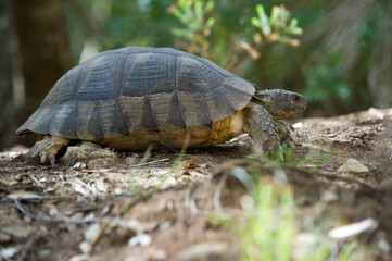 Sardinian Marginated Tortoise walking in the wild Sardinia, Italy