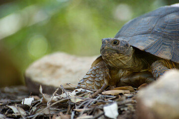 Sardinian Marginated Tortoise walking in the wild Sardinia, Italy