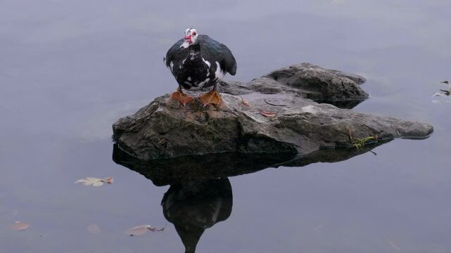 Muscovy Duck Take Off