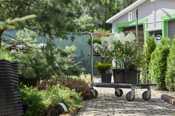 Background shot of cart loaded with green potted shrubs amongst which panicled hydrangea little...