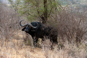 buffalo in the wild