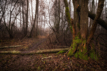 Obraz premium tranquil autumn or spring forest with bare trees, fallen trunk and path with misty haze in background. horizontal photo with side view of natural landscape
