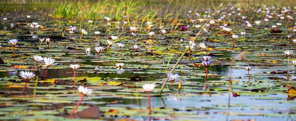 Star rose panorama (Nymphaea nouchali) in the Okovango Delta in Botswana