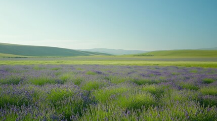 Obraz premium Lavender Field Rolling Hills Scenic Landscape