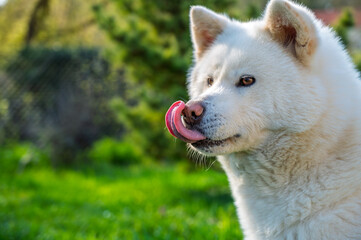 chien akita blanc tirant la langue bien rose, en portrait dans un jardin, une journée ensoleillée