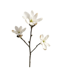 Obraz premium White flower isolated on transparent or white background. Cut out