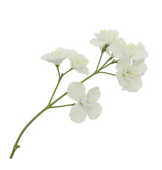 Obraz premium White flower isolated on transparent or white background. Cut out