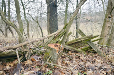 Old broken fence
