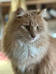 close up of a cat