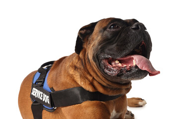 Cute service dog in vest on white background