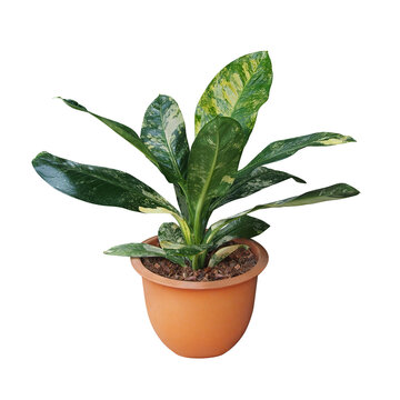 Green yellow variegated leaves Dieffenbachia hybrid (Dumb cane) tropical potted plant, rare exotic foliage houseplant