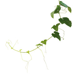 Gac fruit or giant spiny gourd (Momordica cochinchinensis) jungle vine plant with green leaves, young leaves, and tendrils on plant stem