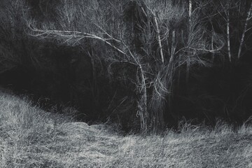 
A view of a forest area