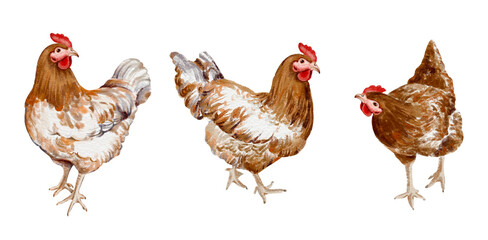 chicken hen rooster standing isolated Hand drawn illustration on a transparent background farm