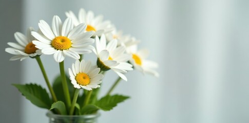 White daisies in a vase with stems and leaves, arrangement, stems