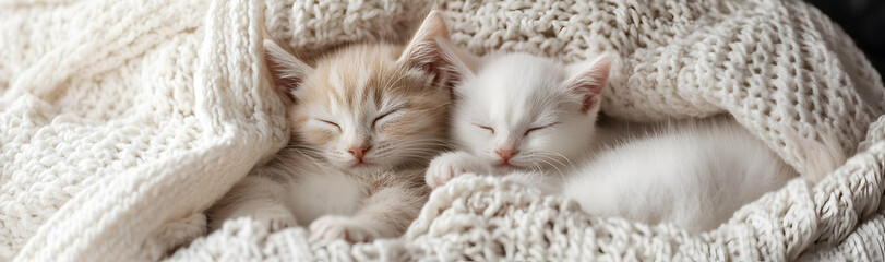 Obraz premium Two adorable kittens cuddled in a soft blanket with a cozy and warm vibe -