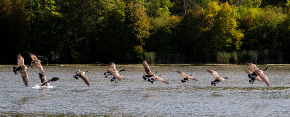A serene moment captured as a flock of Canada Geese gracefully land on a peaceful lake surrounded by lush greenery.