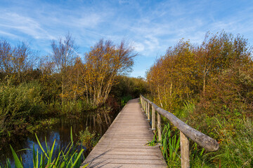 Holzsteg, der über Wasser und Sumpf in den Wald führt