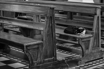 Um gato nas cores em preto e branco, sozinho, deitado no banco da igreja. Imagem monocromática.