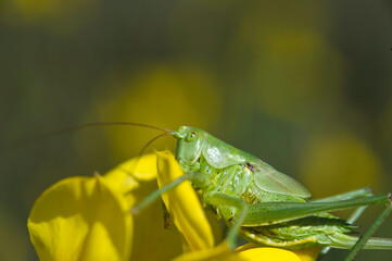 long-horned grasshoppers (Tettigoniidae), Tettigonia viridissma, long-horned grasshopper sitting on a flower, Sardinia, Italy