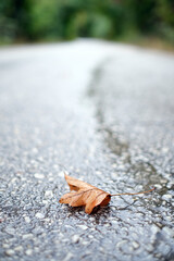 Dried fallen leaf on the asphalt road in nature