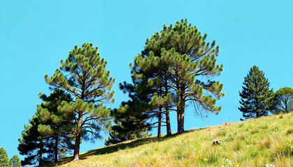 Obraz premium Majestic pine trees on hillside under blue sky, serene landscape