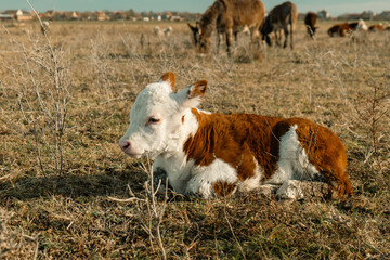 Gentle Newborn Calf Resting in the Golden Sunlight, Embracing the Warmth and Serenity of a Peaceful Green Meadow