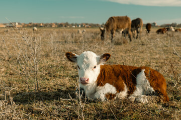 Gentle Newborn Calf Resting in the Golden Sunlight, Embracing the Warmth and Serenity of a Peaceful Green Meadow © Hektor2