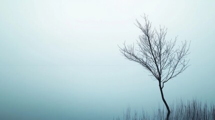 Obraz premium Solitary leafless tree in misty lake.
