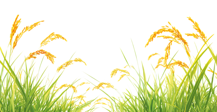 Ripe rice plants swaying gently in the breeze.