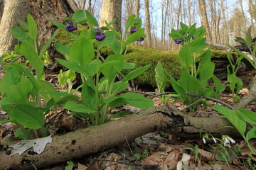 Spring flowers First
