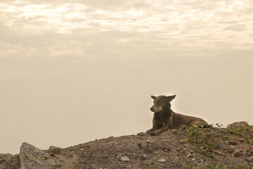 Stray Dog Resting on a Hilltop