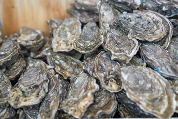 Freshly harvested oysters stacked on a wooden table at a seaside market