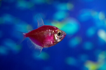 Obraz premium Aquarium fish-ternetzi swim. The Latin name Gymnocorymbus ternetzi. Close-up, blue background. One fish is purple.