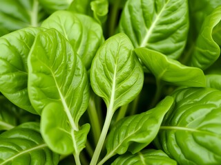 Fototapeta premium Close up of fresh green spinach leaves