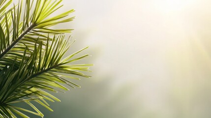 Naklejka premium Sunlit Pine Branch