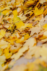 autumn leaves on the ground