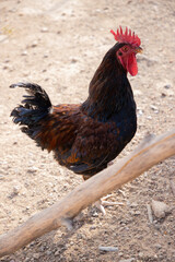 le coq chante