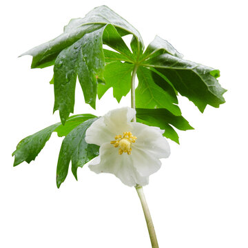Podophyllum peltatum - known as Mayapple, Wild Mandrake, and Ground Lemon - Native North American Springtime Woodland Wildflower Isolated 