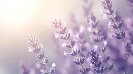 Obraz premium Softly Lit Lavender Abstract Background with Diffused Light