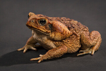 A large brown Cane toad sits on a black background.