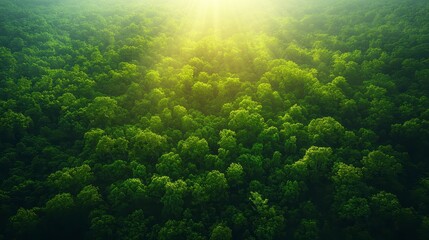Fototapeta premium Aerial view lush green forest sunlight