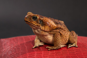 A large brown Cane toad sits on a red surface and black background.