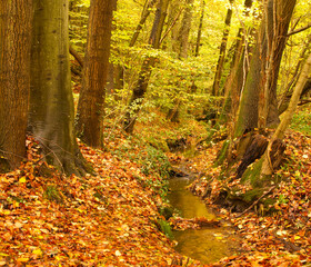 Bach im Herbst