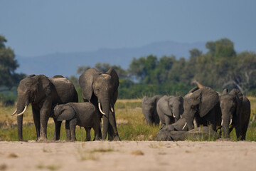 Obraz premium Multiple groups of African Elephant (Loxodonta africana) congregate at a sand river to drink from a pool dug below the surface in South Luangwa National Park, Zambia 
